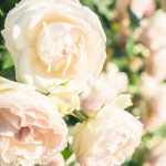 年賀状での結婚報告はどうするの？写真付きや上司への報告は？