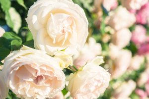 年賀状での結婚報告はどうするの?写真付きや上司への報告は?
