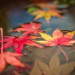 紅葉が楽しめる関西の人気スポット！登山にも子連れでも！