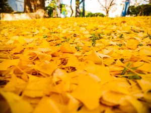 インフルエンザ予防接種後の疑問を解決!発熱や熱低い理由とは!?