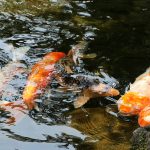 箱根一人旅を楽しむ!日帰り温泉、ホテルや旅館のオススメは?