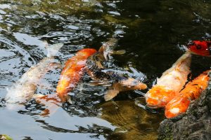 箱根一人旅を楽しむ!日帰り温泉、ホテルや旅館のオススメは?