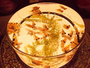 七五三のお祝いの悩みを解決!お祝い金の相場は?食事会はどうするの?