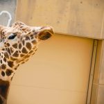 節分と鬼との関係!由来や意味など紹介!