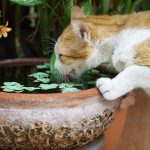 大根の栄養素大解剖！何をやっても当たらなくて当たり前！？