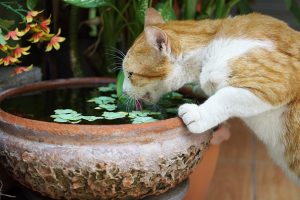 大根の栄養素大解剖！何をやっても当たらなくて当たり前！？