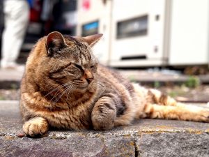 おせち料理【一の重編】クックパッド人気レシピ!