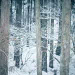 喪中で年賀状が送れない人には寒中見舞い【これで安心】テンプレート付