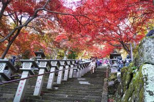 紅葉前線の解説と【今からでもまだ間に合う!】関東紅葉名所一覧!