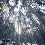インフルエンザ今年のワクチンが少ない!?