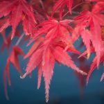 さつまいもご飯によく合う！人気のおかずとリメイクメニュー