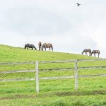 お歳暮のお礼状を出す時期っていつなの？正しい書き方を【例文テンプレート】付きでご紹介！