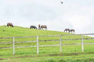 お歳暮のお礼状を出す時期っていつなの?正しい書き方を【例文テンプレート】付きでご紹介!