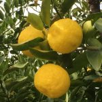 ゆず風呂の入れ方と効果!冬の風物詩ゆずを活用しましょう!