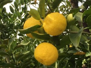 ゆず風呂の入れ方と効果!冬の風物詩ゆずを活用しましょう!
