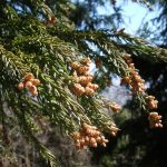 花粉症で咳と痰が止まらない!そんな時の対処法と原因を明らかにします