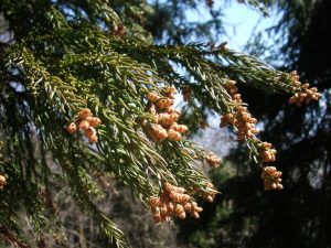 花粉症で咳と痰が止まらない!そんな時の対処法と原因を明らかにします