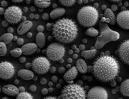 花粉症で咳だけってあるの?鼻水出ない時は花粉症じゃなくて別の病気かも…