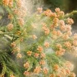 花粉症では黄色い鼻水は出ない?実は病気の併発の可能性も?その原因は?