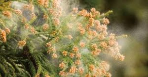 花粉症では黄色い鼻水は出ない?実は病気の併発の可能性も?その原因は?