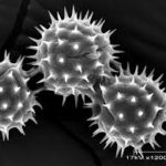 花粉症薬の副作用で悪夢を見るって本当?気になるその真相とは!?