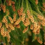 花粉症の鼻水を止める食べ物レシピ!花粉症の薬が効かない時にお試しあれ