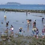 アサリを効率よく大量に採る方法!天然物と管理潮干狩り場別に大漁方法まとめ!アサリの正しい持ち帰り方も