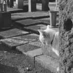 お墓参りの効果とは!?リアル霊媒師が語ります〜お墓はパワースポット?