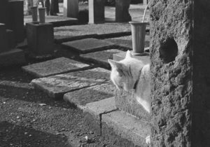 お墓参りの効果とは!?リアル霊媒師が語ります〜お墓はパワースポット?