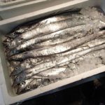 秋刀魚の内臓下処理で頭残す方法はコレ!動画でわかりやすくマスター!