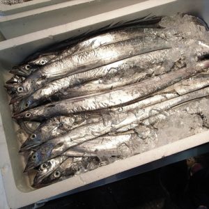 秋刀魚の内臓下処理で頭残す方法はコレ!動画でわかりやすくマスター!